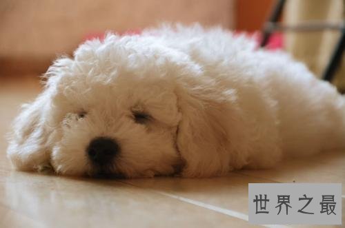 【图】比熊犬,比熊犬的价钱,比熊犬的图片和简介