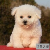 【图】比熊犬，比熊犬的价格，比熊犬的图片和简介