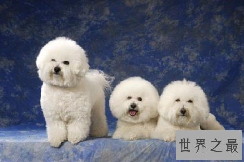 【图】比熊犬,比熊犬的价钱,比熊犬的图片和简介