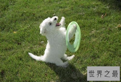 【图】比熊犬,比熊犬的价钱,比熊犬的图片和简介