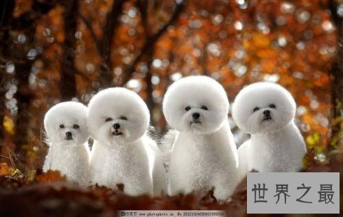 【图】比熊犬,比熊犬的价钱,比熊犬的图片和简介