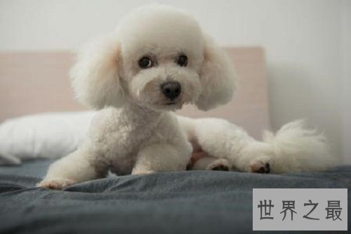 【图】比熊犬,比熊犬的价钱,比熊犬的图片和简介