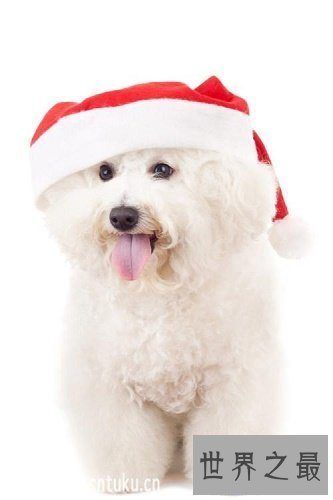 【图】比熊犬,比熊犬的价钱,比熊犬的图片和简介