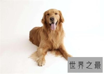 【图】别头疼了 看这里就可能取一个称心的狗名字