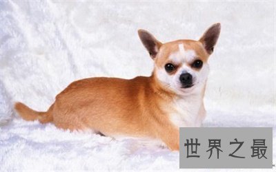 【图】别头疼了 看这里就可能取一个称心的狗名字