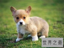 【图】别头疼了 看这里就可以取一个满意的狗名字