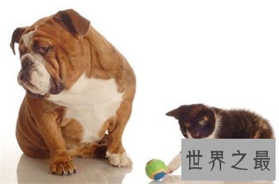 【图】别头疼了 看这里就可能取一个称心的狗名字