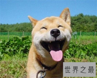 【图】别头疼了 看这里就可能取一个称心的狗名字