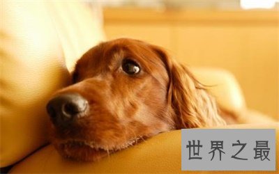 【图】别头疼了 看这里就可能取一个称心的狗名字