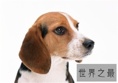 【图】别头疼了 看这里就可能取一个称心的狗名字