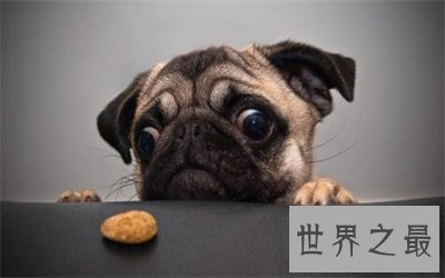 【图】别头疼了 看这里就可能取一个称心的狗名字