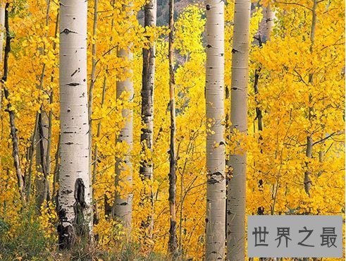 世界上最硬的树木 铁桦树简介