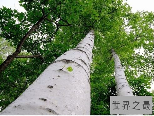 铁桦树刀枪不入可谓固若金汤