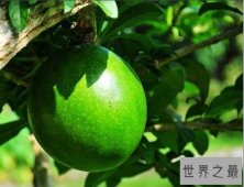 【图】世界上最神奇的树 炸弹树的果实爆炸杀伤力相当