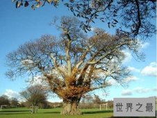 【图】世界上最粗的树 百骑大栗树周长55米