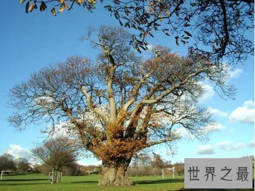 世界上最粗的树 百骑大栗树周长55米