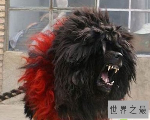 【图】数十万的鬼獒，让咱们来欣赏一下鬼獒图片，和