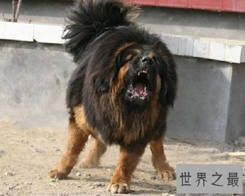 【图】数十万的鬼獒，让咱们来欣赏一下鬼獒图片，和