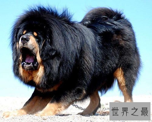 【图】数十万的鬼獒，让咱们来欣赏一下鬼獒图片，和