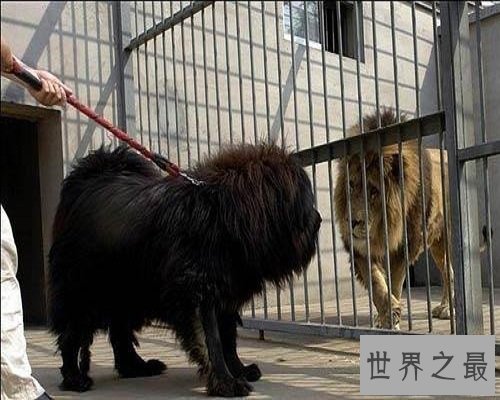 【图】数十万的鬼獒，让咱们来欣赏一下鬼獒图片，和