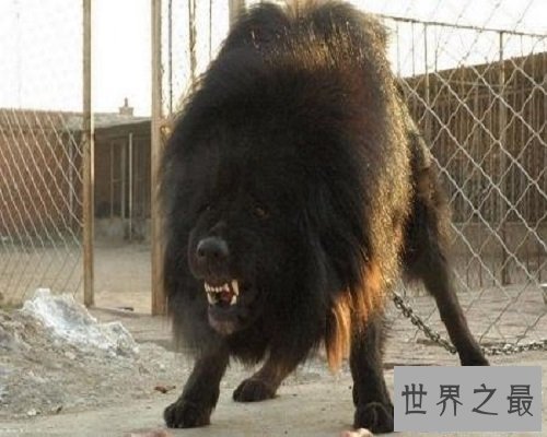 【图】数十万的鬼獒，让咱们来欣赏一下鬼獒图片，和