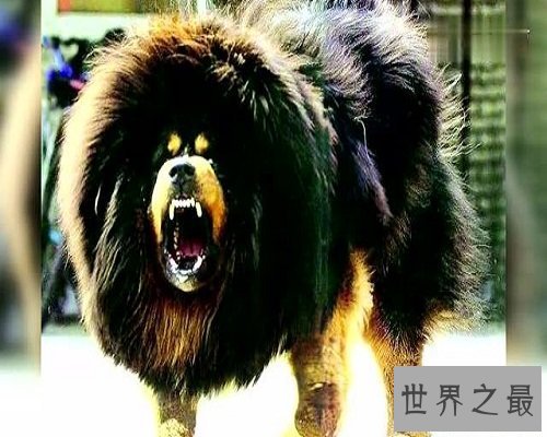 【图】数十万的鬼獒，让咱们来欣赏一下鬼獒图片，和