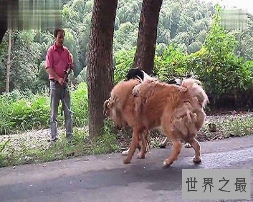 【图】数十万的鬼獒，让咱们来欣赏一下鬼獒图片，和