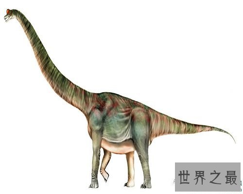 【图】世界上最大的、最长的恐龙，地震龙。