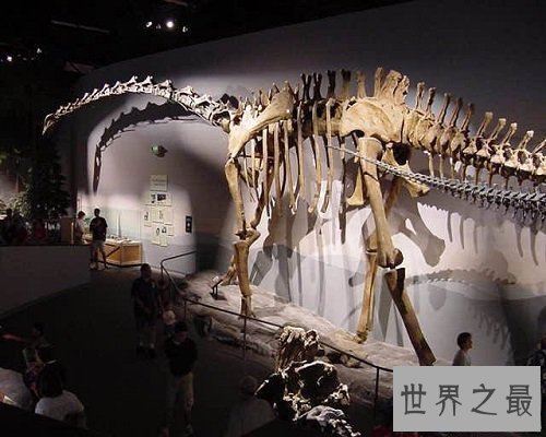 【图】世界上最大的、最长的恐龙，地震龙。