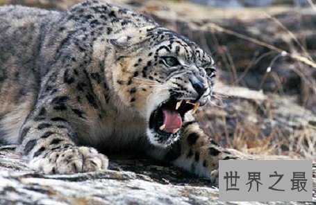 【图】即将隐没的雪豹动物，雪地里难以寻觅形迹的珍