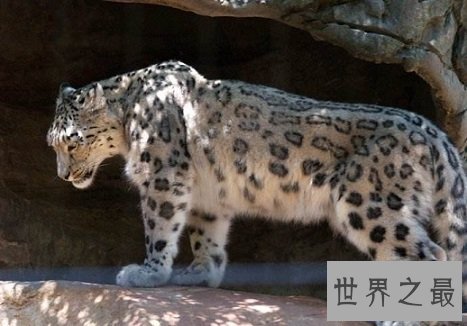 【图】即将隐没的雪豹动物，雪地里难以寻觅形迹的珍