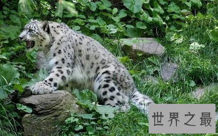 【图】即将隐没的雪豹动物，雪地里难以寻觅形迹的珍