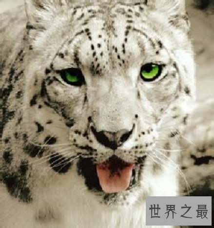 【图】即将隐没的雪豹动物，雪地里难以寻觅形迹的珍