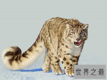 【图】即将隐没的雪豹动物，雪地里难以寻觅形迹的珍
