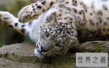 【图】即将隐没的雪豹动物，雪地里难以寻觅形迹的珍