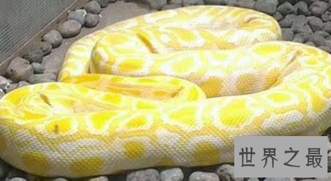 【图】蟒之种类大清点，你知道哪几种？