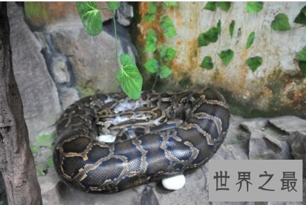 【图】蟒之种类大清点，你知道哪几种？