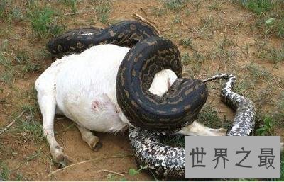 【图】蟒之种类大清点，你知道哪几种？