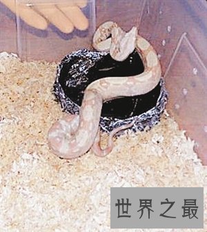 【图】蟒之种类大清点，你知道哪几种？