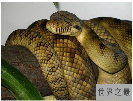 【图】蟒之种类大清点，你知道哪几种？