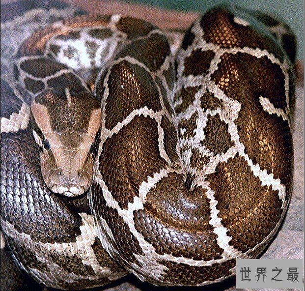 【图】蟒之种类大清点，你知道哪几种？