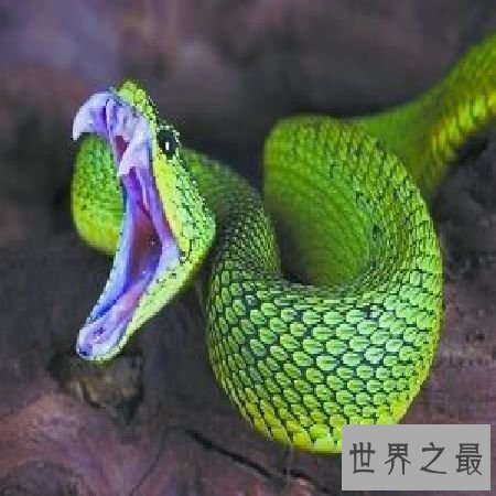 【图】尖吻蝮毒性这么强，为什么不谢世界十大毒王之