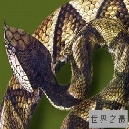 【图】尖吻蝮毒性这么强，为什么不谢世界十大毒王之
