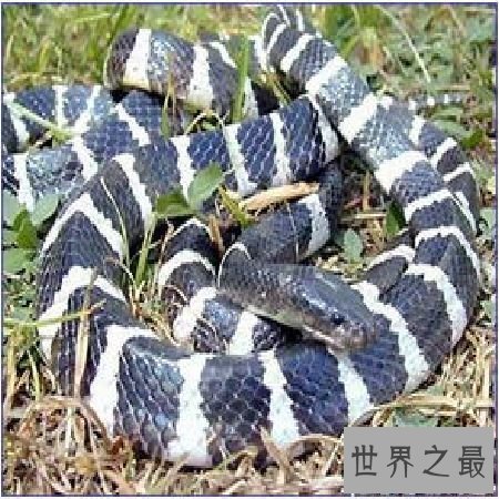 【图】尖吻蝮毒性这么强，为什么不谢世界十大毒王之
