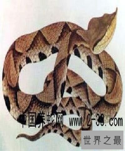 【图】尖吻蝮毒性这么强，为什么不谢世界十大毒王之