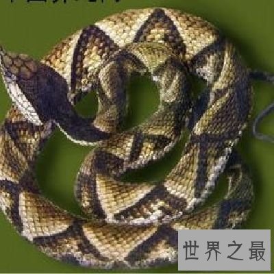 【图】尖吻蝮毒性这么强，为什么不谢世界十大毒王之
