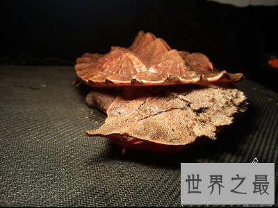 【图】龟类中的异类，神奇机智的枯叶龟