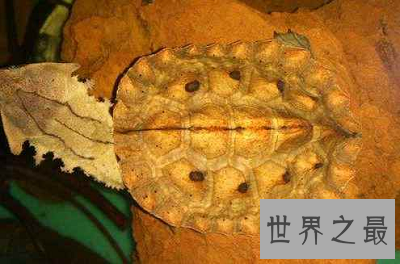 【图】龟类中的异类，神奇机智的枯叶龟
