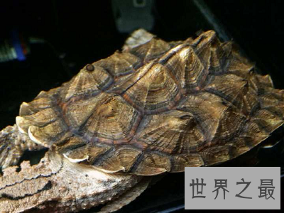 【图】龟类中的异类，神奇机智的枯叶龟