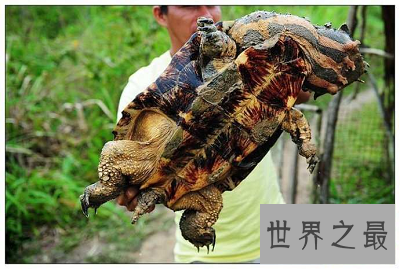 【图】龟类中的异类，神奇机智的枯叶龟